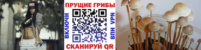Галлюциногенные грибы Cubensis  сколько стоит  Олёкминск 